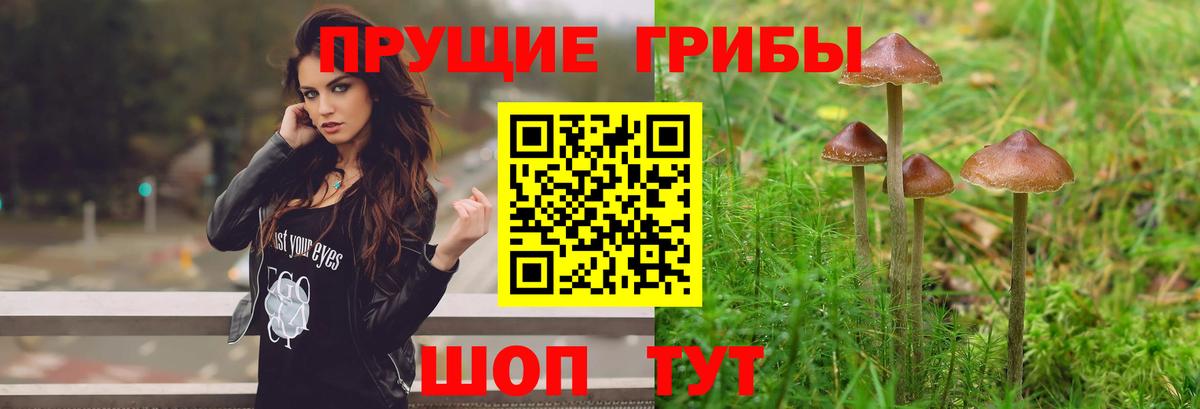 Галлюциногенные грибы Psilocybe Элиста